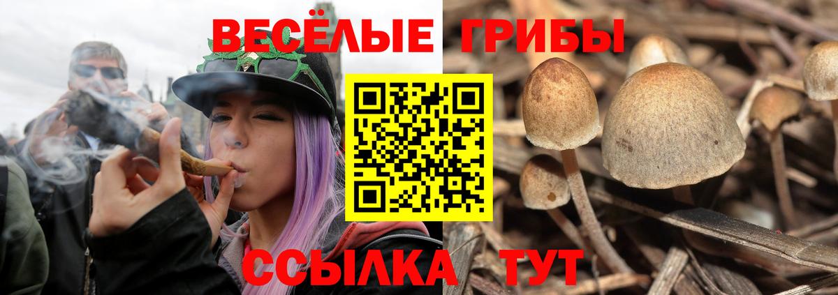 Галлюциногенные грибы Psilocybine cubensis Омск